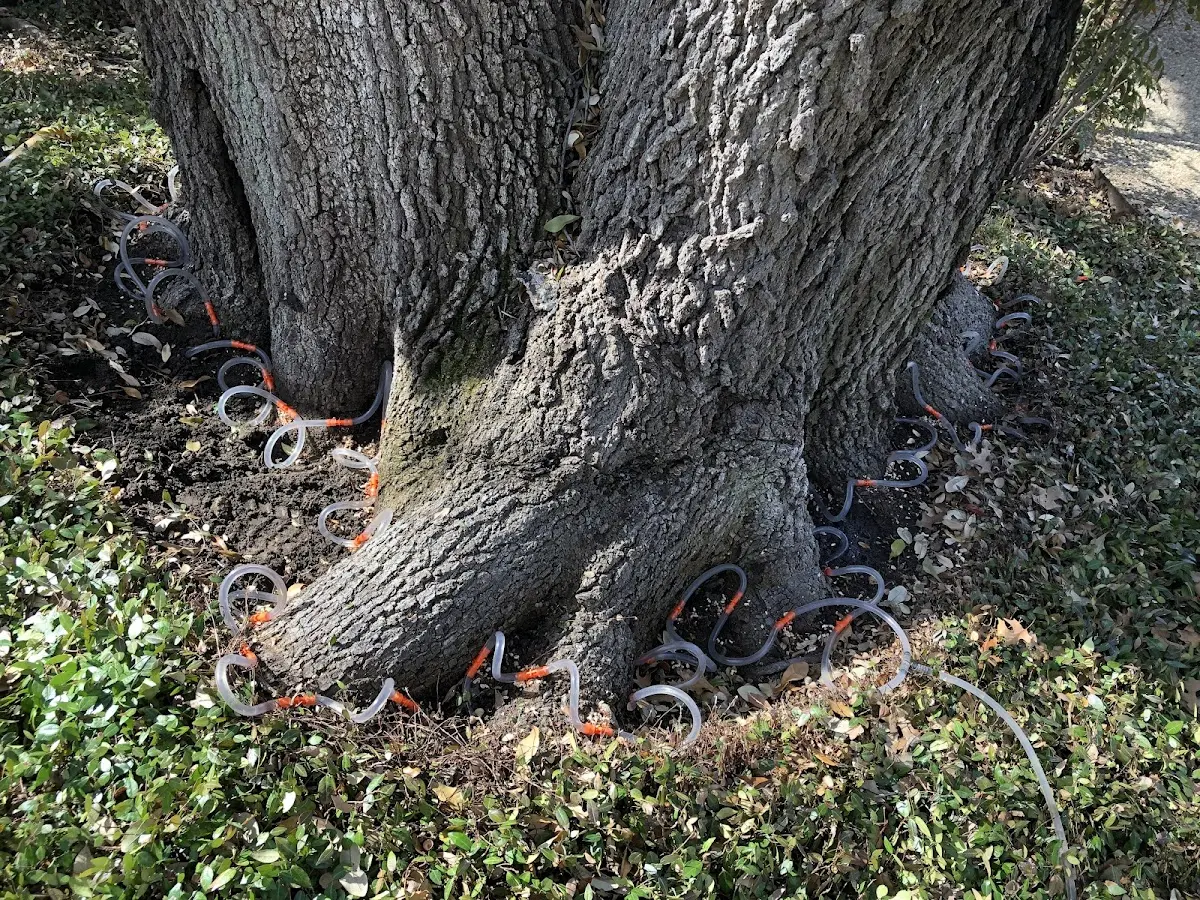 Detailed Shrub and Hedge Trimming job site in Violet Hill