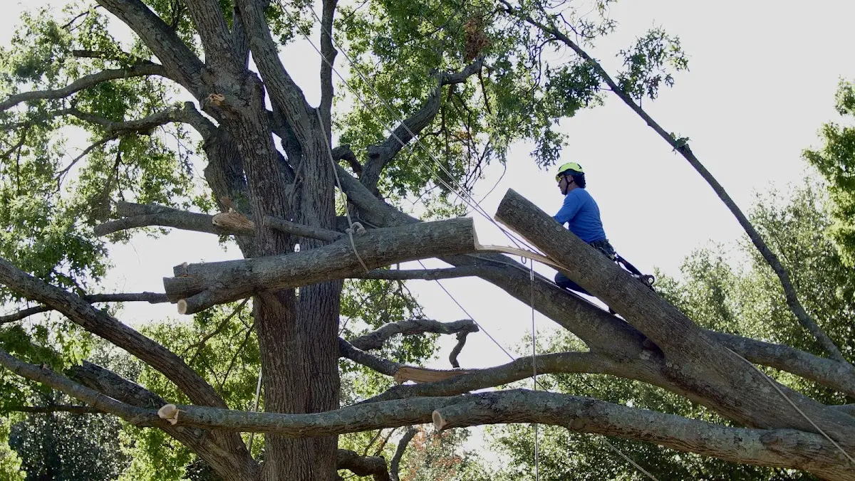 Professional Crown Thinning performed by certified arborists in Violet Hill